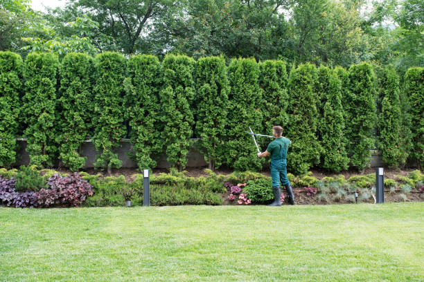 Trusted King Of Prussia, PA Tree Removal and Landscaping Services Experts